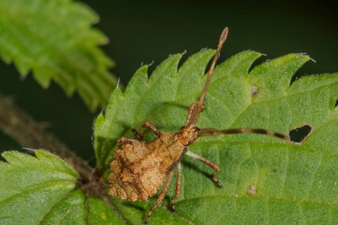 A leather bug (Coreus marginatus) in the last larval stage on a stinging nettle leaf,