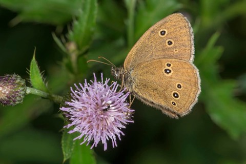 A brown woodland bird (Aphantopus hyperantus) sits on a thistle (Cirsium arvense) flower in a green