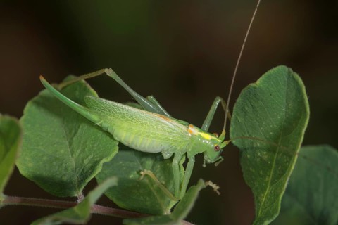 A female oak grasshopper (Meconema thalassinum) sitting on a leaf in a natural environment,