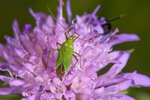 Calocoris affinis (Calocoris affinis) on Knautia dipsacifolia, Baden-Württemberg, Germany