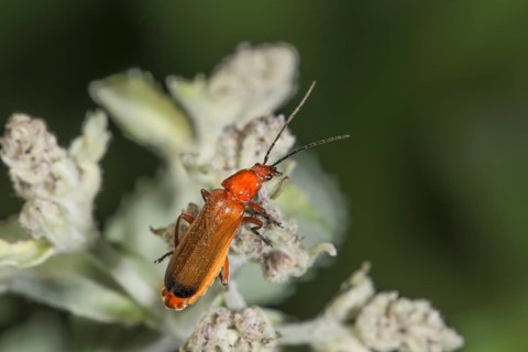 A red and yellow beetle (Rhagonycha fulva) sitting on a flower of dwarf elderberry (Sambucus