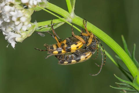 Two spotted longhorns (Rutpela maculata) mating on a valerian plant (Valeriana) in natural light,