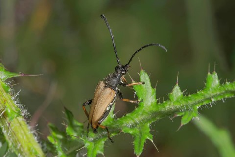 Close-up view of a spruce splint buck (Tetropium castaneum) on a stalk of thistle (Cirsium