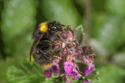 A meadow bumblebee (Bombus pratorum) sitting on a pink flower of edelgamander in green