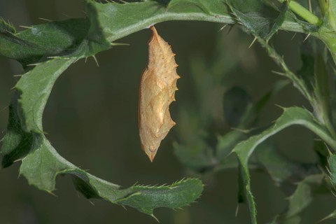 A pupa of the Small tortoiseshell (Aglais urticae) hanging from a leaf of the marsh thistle