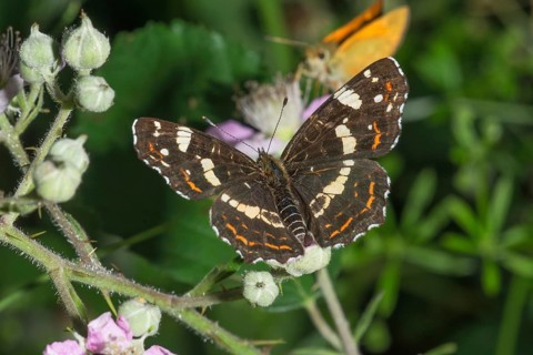 A Map Butterfly (Araschnia levana), summer form sitting on a blackberry blossom in a natural
