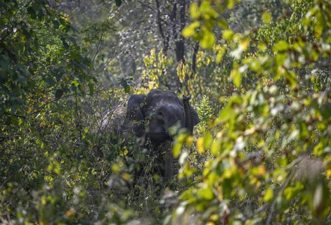 Indian elephant (Elephas maximus indicus) in the undergrowth, Corbett National Park, near Ramnagar,