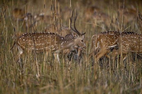 Axis deer or chitals (Axis axis) in tall grass, Corbett National Park, near Ramnagar, Uttarakhand