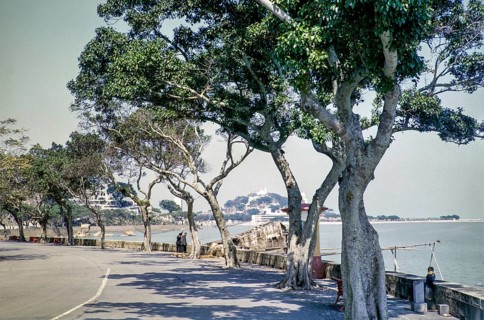 Trees along coastal road of Avenida da Republica, Macau, Asia 1964 now Sai Van Lake, Lago Sai Van