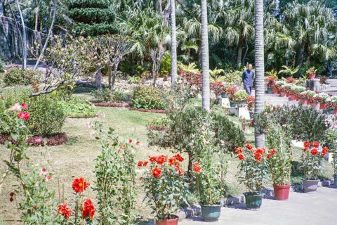 Man walking down steps in garden of potted dahlia plants, palm trees and lawn, Macau, Asia 1964