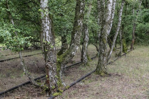 Renaturalisation in the Schöneberger Südgelände nature park, birch trees (Betula pendula) between