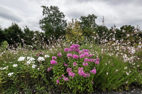 Flower bed with flame flower-bed (phlox), Berlin, Germany (
