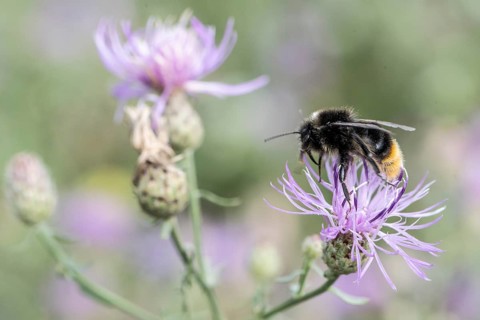 Stone bumblebee (Bombus lapidarius), Berlin, Germany