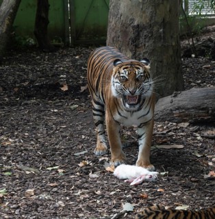 Sumatran tiger (Panthera tigris sumatrae), female with rabbit, severely endangered, captive,