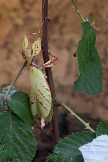 Walking leaf (Phyllium celebicum), captive, Germany