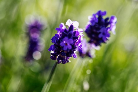 Close-up of lavender flowers (Lavandula) in purple tones with blurred background, Siegen
