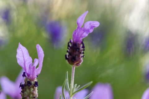 Crested lavender flowers (Lavendula stoechas) in intense shades of purple against a blurred