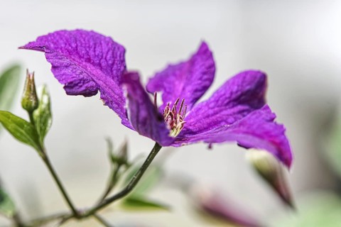 Purple clematis flower in full bloom with fine structures against a light background, Siegen
