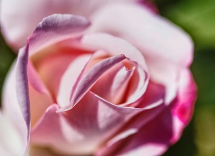 Close-up of a pink rose (Rosa) with delicate, softly drawn petals that radiate natural elegance,