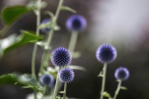 Several blue globe thistles (Echinops) in front of a blurred background, in a natural garden