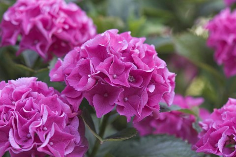 Close-up of pink hydrangea flowers (Hortensius) in full bloom, embodying freshness and natural