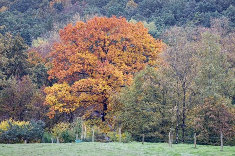 A tree in autumnal colours stands out from a green forest in a rural region, Siegen