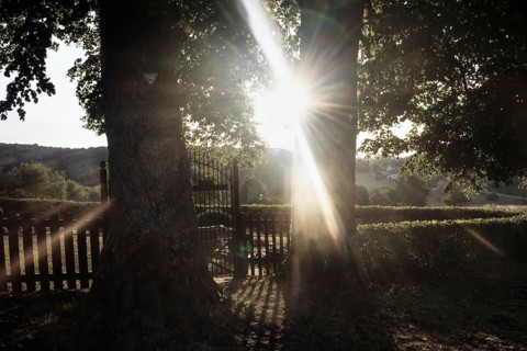 Sunbeams shine through lime trees (Tilia) behind a fence, creating a peaceful and idyllic