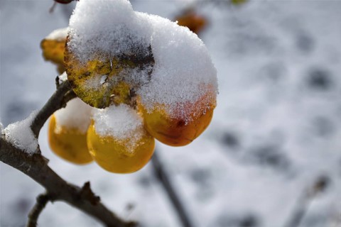 Snow-covered orange fruit hanging from a branch in winter, Siegen
