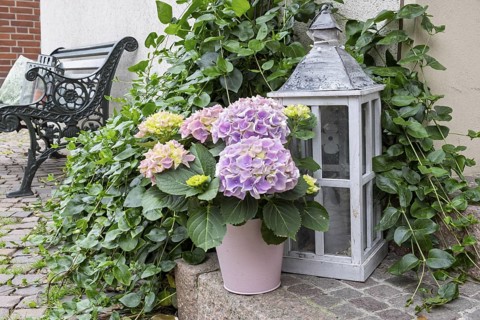 Decoration with lantern and a hydrangea, Münsterland, North Rhine-Westphalia, Germany