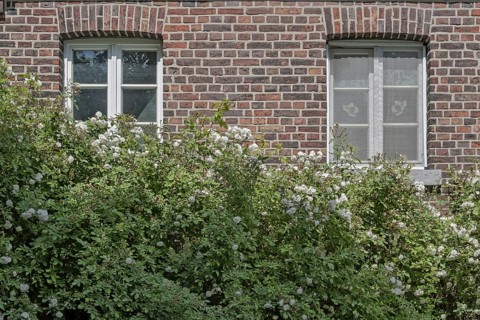 Brick façade with two windows and a white climbing rose, Münsterland, North Rhine-Westphalia,