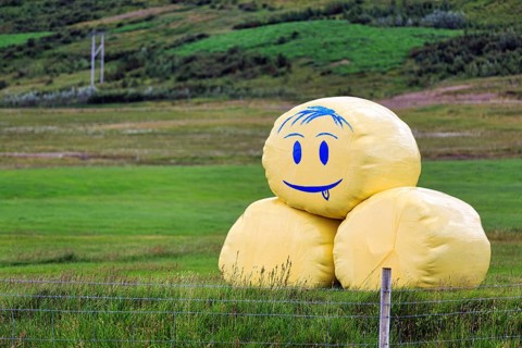 Happy emoticon with tongue, smiley on hay bale, round bale with drawing, Snæfellsnes, Snaefellsnes,