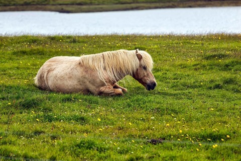 Icelandic horse, also known as Icelandic pony, lying in a meadow, Snæfellsnes, Snaefellsnes, West