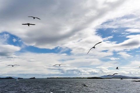Coastal landscape with water and birds, seagulls flying in the cloudy sky, Stykkisholmur,