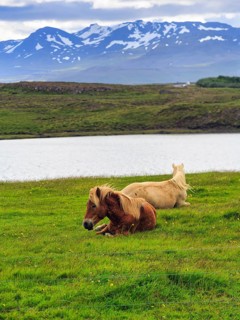 Two Icelandic horses, also known as Icelandic ponies, grazing in a meadow, mountains on the