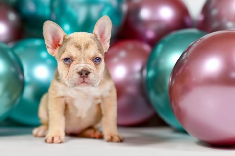 Young healthy French Bulldog dog puppy sitting with colorful balloons in background