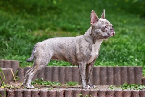 Lilac brindle French Bulldog dog with long healthy nose and tail