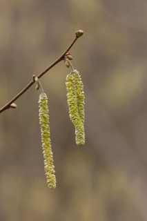 Hazel tree (Corylus avellana) catkins in spring, England, United Kingdom