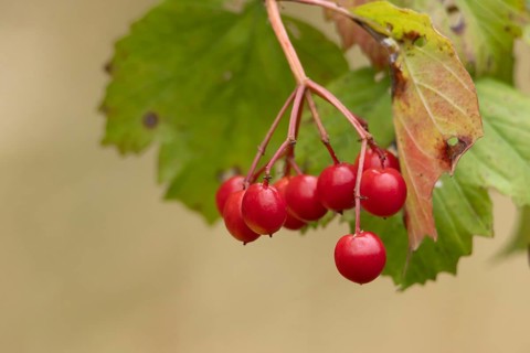 Guelder rose (Viburnum opulus) red berries on a tree in autumn, England, United Kingdom