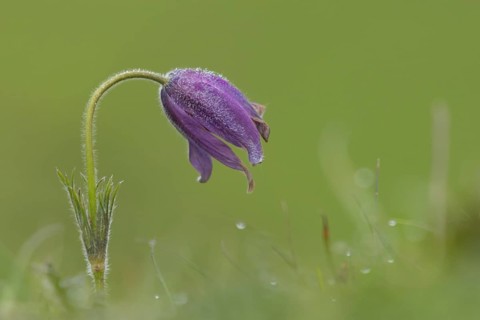 Pasqueflower (Pulsatilla vulgaris) purple flower in grassland in spring, England, United Kingdom