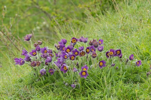 Pasqueflower (Pulsatilla vulgaris) purple flowers in grassland in spring, England, United Kingdom