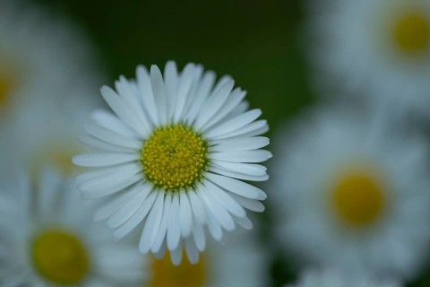Daisy (Bellis perennis) flower, England, United Kingdom