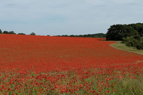 Common field poppy (Papaver rhoeas) flowers in a arable field in summer, England, United Kingdom