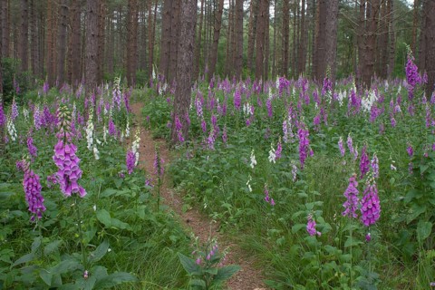 Foxglove (Digitalis purpurea) flowering plants in a woodland in summer, England, United Kingdom