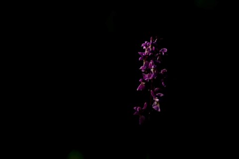 Early purple orchid (Orchis mascula) flower in a woodland in spring, England, United Kingdom