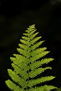 Bracken (Pteridium aquilinum) leaf or frond in a woodland in summer, England, United Kingdom