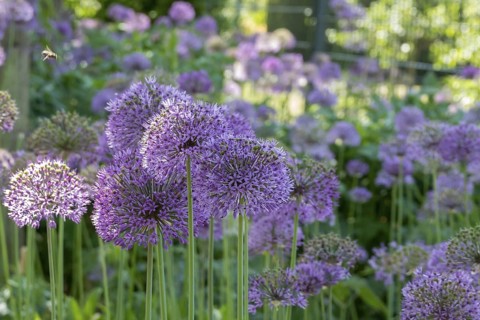 Allium blossom in the district educational garden, Burgsteinfurt, Steinfurt, Münsterland, North
