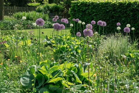 Perennial bed with alliums, district educational garden, Burgsteinfurt, Münsterland, North