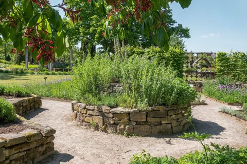 Herb garden and flowers of the Aesculus pavia, Aesculus pavia, district educational garden,