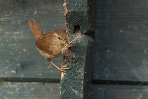 Eurasian wren (Troglodytes troglodytes) adult bird with nesting material in its beak on a garden