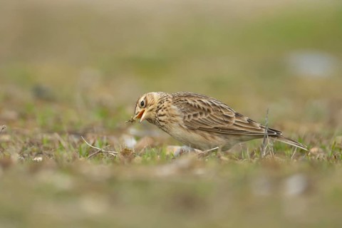 Eurasian skylark (Alauda arvensis) adult bird feeding in grassland, England, United Kingdom